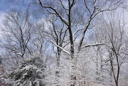 Reeves-Reed Arboretum, Union County, NJ 03 11 (6301SA).jpg